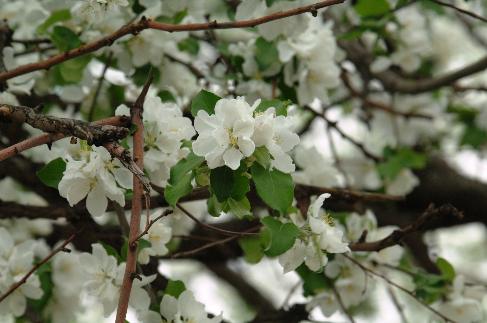 Алда ғүмер бар әле. Хикәйә